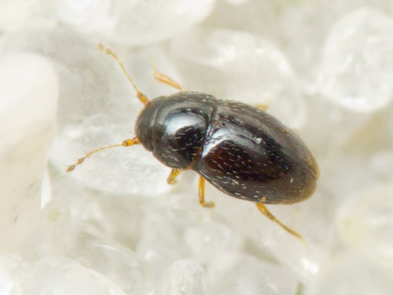 Ptenidium Erichson, 1845